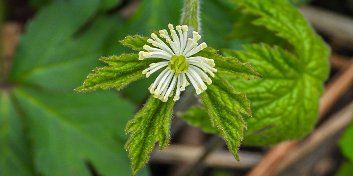 Hydrastis canadensis o que e nome popular goldenseal